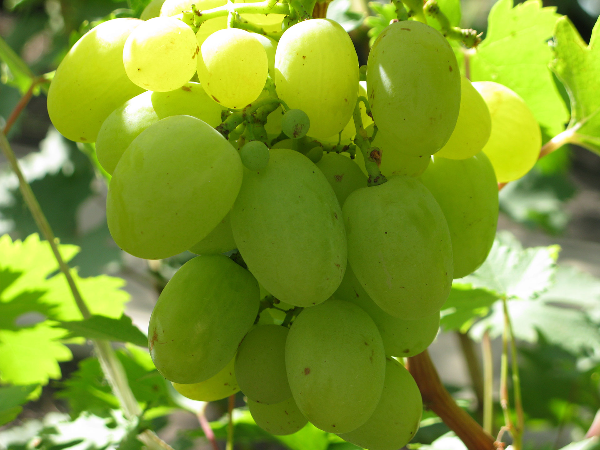 Пухляковский белый виноград